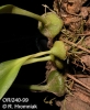 Bulbophyllum setuliferum  (8)